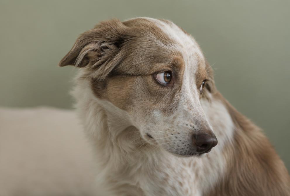 Illustratie bij Stresssignalen bij honden lezen